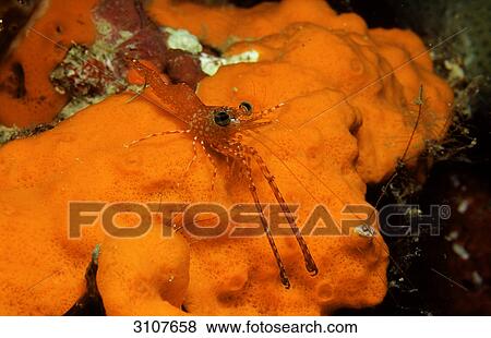 Hendersons Hinge-beak Shrimp (Cinetorhynchus hendersoni), Panglao Island, Philippines, Bohol Sea, close-up View Large Photo Image Stock Photo - Hendersons Hinge-beak Shrimp (Cinetorhynchus hendersoni), Panglao Island, Philippines, Bohol Sea, close-up . Fotosearch