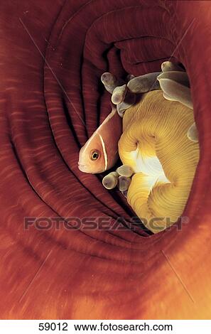 High angle view of Pink skunk clownfish (Amphiprion perideraion) hiding in anemone underwater View Large Photo Image Stock Image - High angle view of Pink skunk clownfish (Amphiprion perideraion) hiding in anemone underwater . Fotosearch
