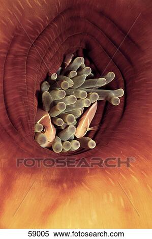 High angle view of two Pink skunk clownfish (Amphiprion perideraion) hiding in anemone underwater View Large Photo Image Stock Photography - High angle view of two Pink skunk clownfish (Amphiprion perideraion) hiding in anemone underwater . Fotosearch