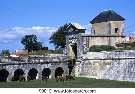 Horses grazing grass in fort, France View Large Photo Image Stock Image - Horses grazing grass in fort, France . Fotosearch