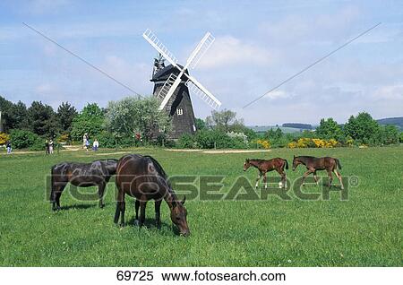 Stock Photography - Horses grazing, Usedom, Germany . Fotosearch
