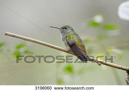 Hummingbird on branch, Foz do Iguacu, Brazil, side view View Large Photo Image Stock Image - Hummingbird on branch, Foz do Iguacu, Brazil, side view . Fotosearch