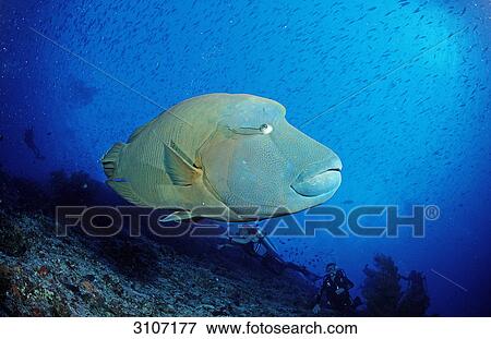 Stock Photo - Humpback Wrasse (Cheilinus undulatus) and scuba divers, Ari atoll, Maldives, side view . Fotosearch