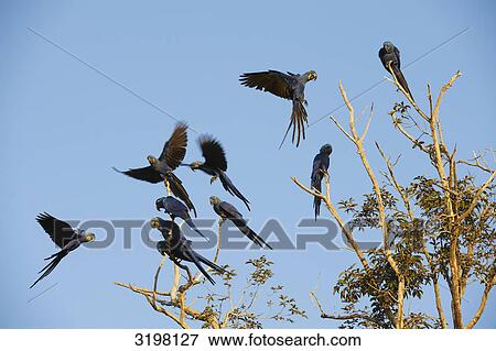 Hyazinth macaws (Anodorhynchus hyazinthinus), Pantanal, Mato Grosso, Brazil View Large Photo Image Stock Photo - Hyazinth macaws (Anodorhynchus hyazinthinus), Pantanal, Mato Grosso, Brazil . Fotosearch