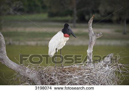 Picture - Jabiru (Jabiru mycteria) in nest, Pantanal . Fotosearch