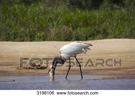 Stock Photograph - Jabiru (Jabiru mycteria) with prey fish, Pantanal, Brazil, side view . Fotosearch