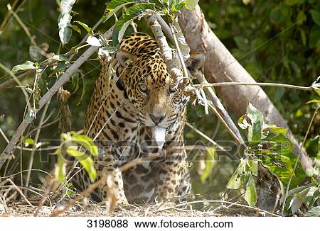 Jaguar (Panthera onca), Pantanal, Mato Grosso, Brazil, front view View Large Photo Image Stock Photo - Jaguar (Panthera onca), Pantanal, Mato Grosso, Brazil, front view . Fotosearch