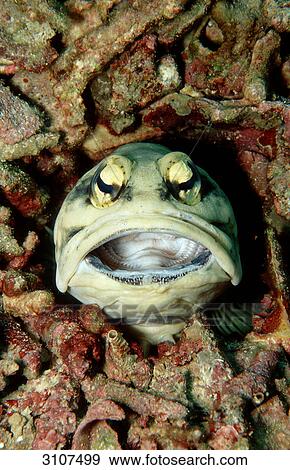 Jawfish (Opistognathus dendriticus), Lankayan, Malaysia, Pacific Ocean, close-up View Large Photo Image Stock Photo - Jawfish (Opistognathus dendriticus), Lankayan, Malaysia, Pacific Ocean, close-up . Fotosearch