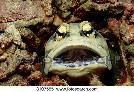 Stock Photography - Jawfish (Opistognathus dendriticus), Lankayan, Malaysia, Pacific Ocean, close-up . Fotosearch