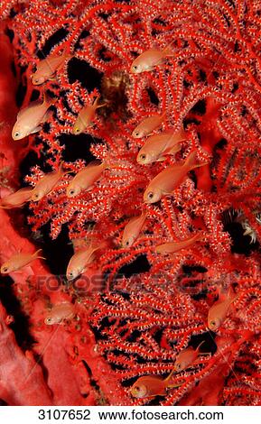 Stock Image - Juvenile Lyrethail Anthias (Pseudanthias squamipinnis) in coral reef, Komodo National Park, Indonesia . Fotosearch