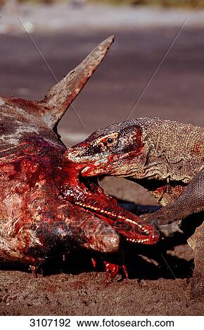 Stock Image - Komodo Dragon (Varanus komodoensis) devouring beached dolphin, Rinca Island, Komodo National Park, Indonesia . Fotosearch