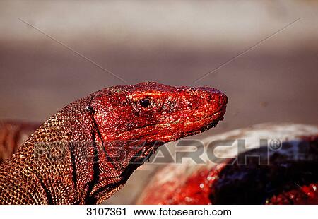 Komodo Dragon (Varanus komodoensis) devouring beached dolphin, Rinca Island, Komodo National Park, Indonesia View Large Photo Image Stock Image - Komodo Dragon (Varanus komodoensis) devouring beached dolphin, Rinca Island, Komodo National Park, Indonesia . Fotosearch
