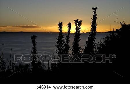 Lake at dusk, Suasi Island, Lake Titicaca, Peru View Large Photo Image Picture - Lake at dusk, Suasi Island, Lake Titicaca, Peru . Fotosearch