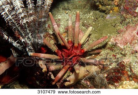 Stock Photo - Lance urchin (Phyllacanthus imperialis), Komodo National Park, Indonesia, Indian Ocean, underwater shot . Fotosearch