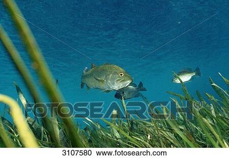 Largemouth basses (Micropterus salmoides), Rainbow River, Florida, USA, underwater shot View Large Photo Image Stock Image - Largemouth basses (Micropterus salmoides), Rainbow River, Florida, USA, underwater shot . Fotosearch
