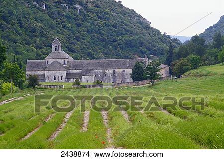 Picture - Lavender field in front of abbey, Senanque Abbey, Vaucluse, Provence-Alpes-Cote d'Azur, France . Fotosearch