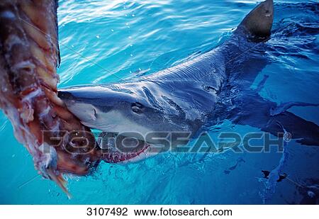 Lemon Shark (Negaprion brevirostris) biting in bait above the waters surface, Bahamas, Atlantic Ocean View Large Photo Image Stock Image - Lemon Shark (Negaprion brevirostris) biting in bait above the waters surface, Bahamas, Atlantic Ocean . Fotosearch