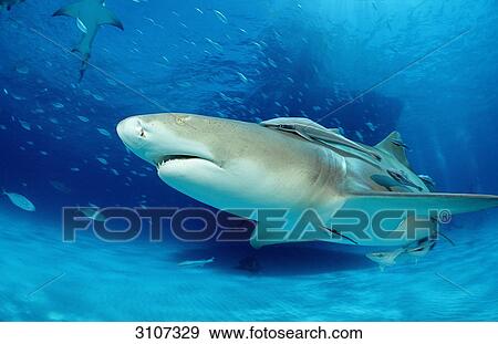 Stock Photo - Lemon Shark (Negaprion brevirostris), Bahamas, Atlantic Ocean, low angle view . Fotosearch