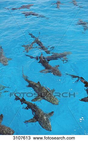 Stock Image - Lemon sharks at the waters surface, Bahamas, Atlantic Ocean, elevated view . Fotosearch