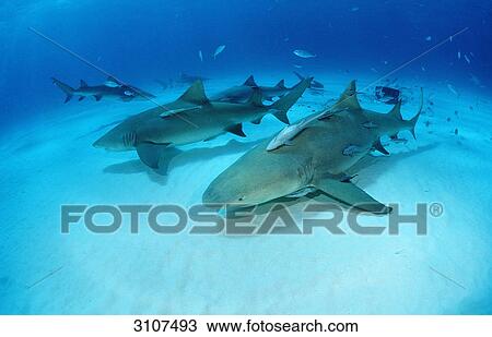 Lemon Sharks (Negaprion brevirostris) close to seabed, Bahamas, Atlantic Ocean, underwater shot View Large Photo Image Stock Image - Lemon Sharks (Negaprion brevirostris) close to seabed, Bahamas, Atlantic Ocean, underwater shot . Fotosearch
