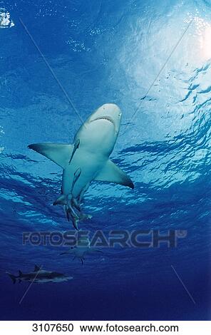 Stock Image - Lemon Sharks (Negaprion brevirostris), Bahamas, Atlantic Ocean, view from below . Fotosearch
