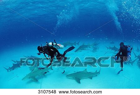 Stock Photo - Lemon Sharks (Negaprion brevirostris) and scuba diver close to seabed, Bahamas, Atlantic Ocean, underwater shot . Fotosearch