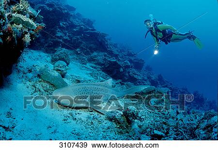 Leopard shark (Stegostaoma varium) and scuba diver, Similan Islands, Thailand, Andaman Sea View Large Photo Image Stock Photo - Leopard shark (Stegostaoma varium) and scuba diver, Similan Islands, Thailand, Andaman Sea . Fotosearch