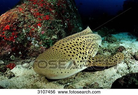 Stock Photograph - Leopard shark (Stegostaoma varium), Similan Islands, Thailand, Andaman Sea . Fotosearch