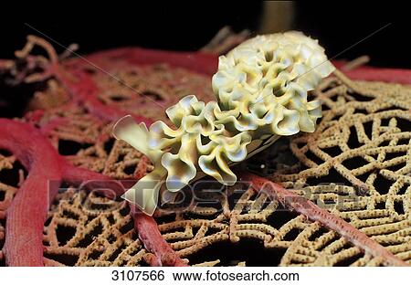 Lettuce Sea Slug (Tridachia crispata) on coral, Guadeloupe, French Antilles, close-up View Large Photo Image Stock Photograph - Lettuce Sea Slug (Tridachia crispata) on coral, Guadeloupe, French Antilles, close-up . Fotosearch