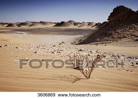 Libyan Desert, near Oasis Dachla, Egypt, Africa View Large Photo Image Stock Photo - Libyan Desert, near Oasis Dachla, Egypt, Africa . Fotosearch