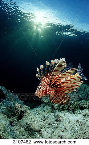 Stock Image - Lionfish (Pterois volitans) in coral reef, Sulawesi, Indonesia, Banda Sea, underwater shot . Fotosearch