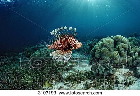 Lionfish (Pterois volitans) over coral reef, Raja Ampat, Indonesia, underwater shot View Large Photo Image Stock Image - Lionfish (Pterois volitans) over coral reef, Raja Ampat, Indonesia, underwater shot . Fotosearch