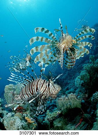 Stock Image - Lionfishes (Pterois volitans) in coral reef, Hurghada, Egypt, Red Sea, close-up . Fotosearch