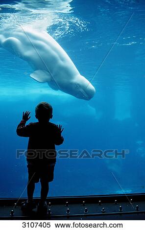 Little boy watching Beluga Whale (Delphinapterus leucas), Seaworld, San Diego, California, USA View Large Photo Image Stock Photography - Little boy watching Beluga Whale (Delphinapterus leucas), Seaworld, San Diego, California, USA . Fotosearch