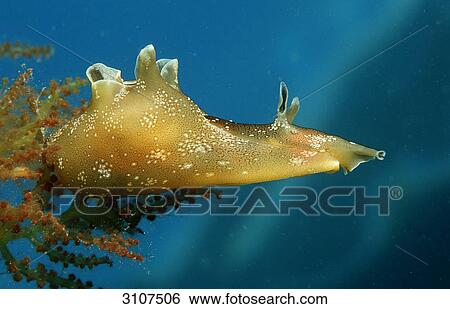 Stock Photograph - Little sea hare (Aplysia rosea), Istria, Croatia, Mediterranean Sea, underwater shot . Fotosearch