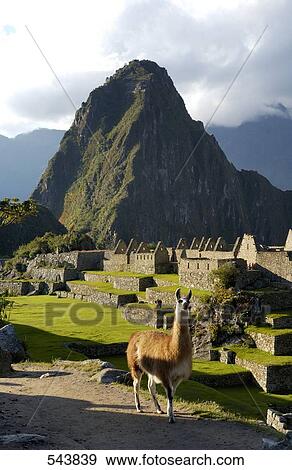 Stock Photo - Llama (Lama glama) in field, Andes Mountains, Machu Picchu, Peru . Fotosearch