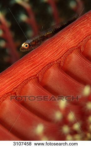 Loki whip-goby (Bryaninops loki) on a Sea pen, Komodo National Park, Indonesia, Indian Ocean, underwater shot  View Large Photo Image Stock Photo - Loki whip-goby (Bryaninops loki) on a Sea pen, Komodo National Park, Indonesia, Indian Ocean, underwater shot . Fotosearch