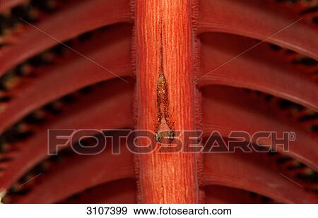 Stock Photo - Loki whip-goby (Bryaninops loki) on Sea Pen (Pennatulaceaf), Komodo National Park, Indonesia, Indian Ocean, view upon . Fotosearch
