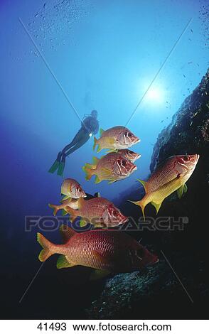 Longjawed Squirrelfish (Sargocentron spiniferum) and scubadiver swimming underwater View Large Photo Image Stock Image - Longjawed Squirrelfish (Sargocentron spiniferum) and scubadiver swimming underwater . Fotosearch