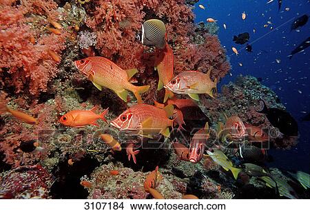Picture - Longjawed Squirrelfishes (Sargocentron spiniferum) in coral reef, Ari Atoll, Maldives, Indian Ocean . Fotosearch