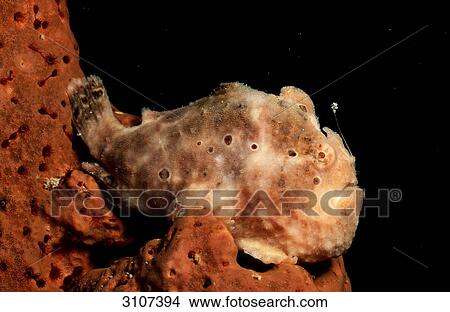 Longlure Frogfish (Antennarius multiocellatus), British Virgin Islands, Caribbean Sea, side view View Large Photo Image Picture - Longlure Frogfish (Antennarius multiocellatus), British Virgin Islands, Caribbean Sea, side view . Fotosearch
