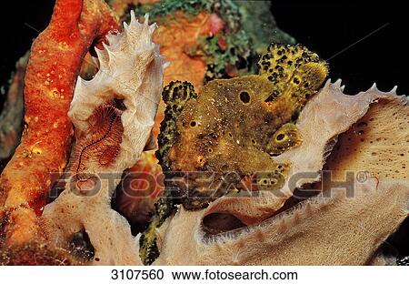 Longlure Frogfish (Antennarius multiocellatus) on coral, Bonaire, Netherlands Antilles, Caribbean Sea View Large Photo Image Stock Image - Longlure Frogfish (Antennarius multiocellatus) on coral, Bonaire, Netherlands Antilles, Caribbean Sea . Fotosearch