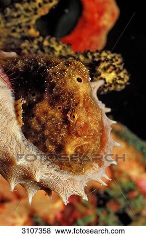 Longlure Frogfish (Antennarius multiocellatus)l, Martinique, Caribbean Sea, close-up View Large Photo Image Stock Photo - Longlure Frogfish (Antennarius multiocellatus)l, Martinique, Caribbean Sea, close-up . Fotosearch