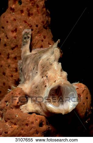 Stock Photography - Longlure Frogfish (Antennarius multiocellatus) with gaping mouth, Mexico, Caribbean Sea . Fotosearch