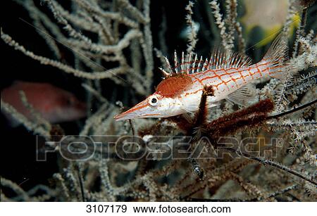 Stock Photo - Longnose Hawkfish (Oxycirrhites typus), Komodo National Park, Indonesia, Indian Ocean, side view . Fotosearch