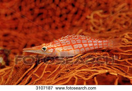 Stock Photo - Longnose Hawkfish (Oxycirrhites typus), Raja Ampat, Indonesia, Indian Ocean, side view . Fotosearch