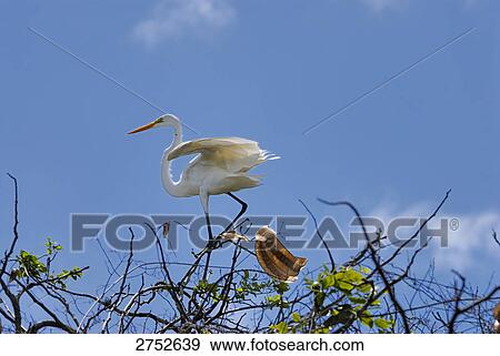 Low angle view of Great white egret (Casmerodius albus) perching on branch, Venezuela View Large Photo Image Stock Photo - Low angle view of Great white egret (Casmerodius albus) perching on branch, Venezuela . Fotosearch