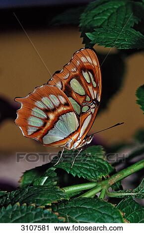 Malachite Butterfly (Siproeta stelenes) on leaf, Costa Rica, side view View Large Photo Image Stock Image - Malachite Butterfly (Siproeta stelenes) on leaf, Costa Rica, side view . Fotosearch