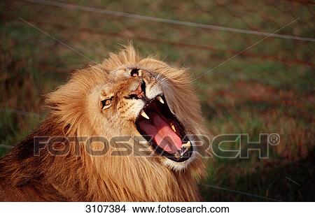 Male lion (Panthera leo) riping his mouth, Kruger National Park, Republic of South Africa, portrait View Large Photo Image Picture - Male lion (Panthera leo) riping his mouth, Kruger National Park, Republic of South Africa, portrait . Fotosearch
