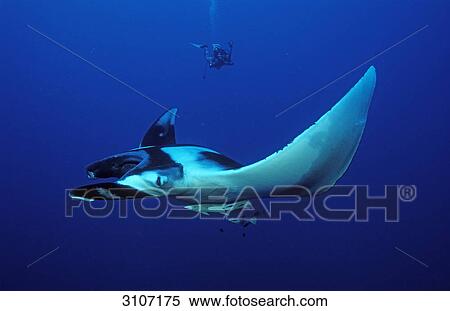 Stock Photography - Manta Ray (Manta birostris) and scuba diver, Red Sea, Egypt, side view . Fotosearch